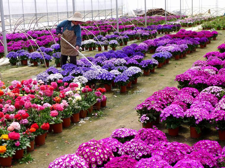 Flower house na